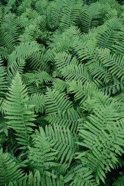 Çok sayıda yeşil eğreltiotu yapraklarının detaylı bir genel görünümü, narin, tüylü yapılarını ve çeşitli gölgelerini gösterir, tüm çerçeveyi doldurur..