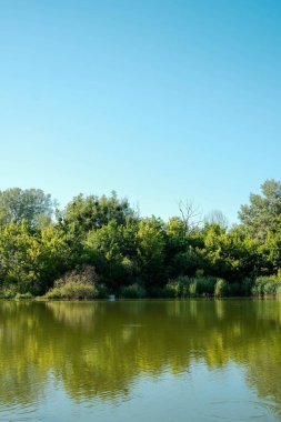 Güneşli yapraklar ve ön planda bir ağaç gövdesi ile çerçevelenmiş, uzak kıyı boyunca yeşil ağaçların yansımaları olan sakin bir su kütlesi..