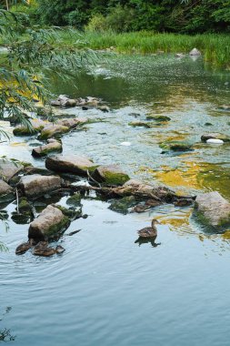 Yosun kaplı kayalar ve yoğun nehir kenarı bitki örtüsüyle çerçevelenmiş yeşil bir nehirde zarifçe gezinen bir grup ördeğin sakin bir görüntüsü..