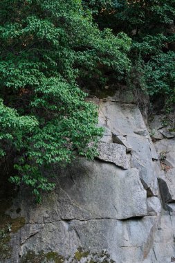 Kaya yüzeyinin dikey görüntüsü belirgin çatlaklar ve çatlaklar gösteriyor, kısmen yukarıdan gelen canlı yeşil yapraklar ve dallarla kaplı..
