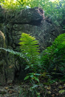 Bu düşük açılı çekim belirgin, yeşil eğreltiotu doğal ışık yakalayan yaprakları ile. 
