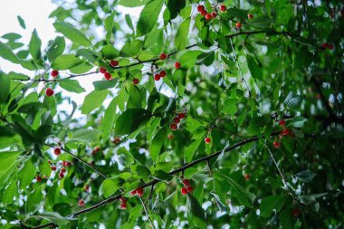 Yeşil yapraklara ve dallardan sarkan sayısız küçük, yuvarlak kırmızı böğürtlenlere yakından bakmak. 