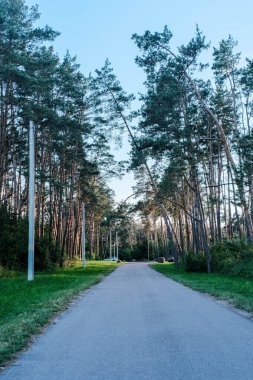 Her iki tarafında yoğun, yüksek çam ağaçları ile çevrili, mesafeye uzanan asfaltlı bir yolun huzurlu bir perspektifi, yolu çevreleyen yemyeşil çimenler.