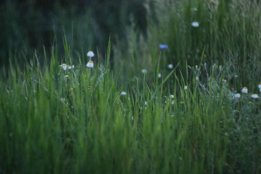 Narin kır çiçekleriyle bezenmiş canlı yeşil çimenler sakin ve doğal bir atmosferi çağrıştırıyor..