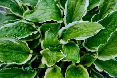 Sağlıklı bir Hosta bitkisinin detaylı, yakın plan görüntüsü, geniş, yeşil merkezli ve çerçeveyi dolduran belirgin kremsi beyaz yapraklarını sergiliyor..
