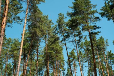Düşük açılı bir manzara, güneşli bir günde açık ve derin mavi gökyüzüne uzanan sayısız çam ağacının görkemli, ince gövdelerini ve canlı yeşil örtülerini sergiliyor..