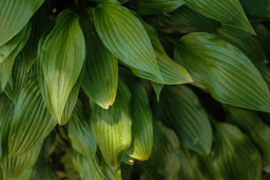 Yüksek açılı, yakın plan uzun, canlı yeşil yaprakların yoğun bir koleksiyonu, muhtemelen bir hosta bitkisinden.. 