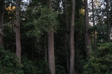 Yoğun bir ormanın sakin manzarası. Ön planda uzun, düz ağaç gövdeleri var. Üst gölgelik yumuşak, doğal ışıkla yıkanmış, huzurlu bir orman manzarası yaratıyor..