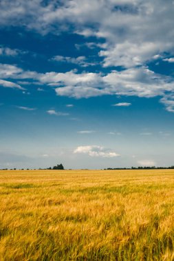 Canlı bir dikey çekim, parlak mavi gökyüzünün altında dağınık beyaz bulutlar altında bereketli bir altın buğday tarlası yakalar.. 