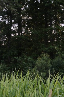 Arka planda yoğun bir ormanın bulanık, koyu yeşil yeşilliği ile tezat oluşturan ve derinliği ve doğal güzelliği ima eden, ön plandaki uzun, taze yeşil çimlerin yakın görüntüsü..