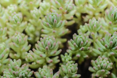 Bu makro çekim, ince pembe kenarlı ve dokulu yüzeyli soluk yeşil yapraklarını göstererek doğal bir halı oluşturan küçük, dolgun sulu bir küme vurgular..