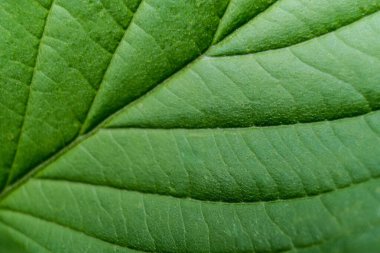 Bu makro çekim verimli yeşil bir yaprağın detaylı bir görüntüsünü sunuyor, dokulu yüzeyi ve genişliğini çapraz kesen açık renkli damarları gösteriyor, organik desenleri vurguluyor..