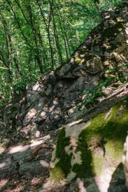 Yosun ve çeşitli bitkilerle süslenmiş doğal bir kaya oluşumu, engebeli bir dokuya sahip, yemyeşil ağaçlar ve yapraklarla donatılmış, benekli güneş ışığı altında..