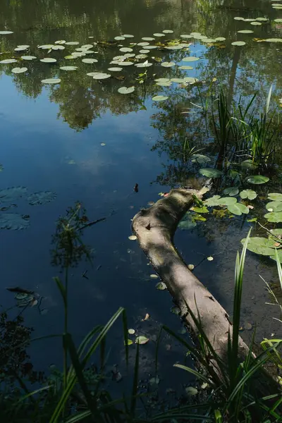 Bu resim, bir nehrin sakin, gölgeli ya da sakin bir bölümünü, kısmen nilüfer yaprağıyla kaplı büyük, su altında bir kütüğü yakalar. Bereketli yeşil ağaçların yansımaları huzur sahnesine derinlik katar.