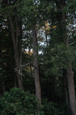 Yoğun bir ormanın sakin manzarası. Ön planda uzun, düz ağaç gövdeleri var. Üst gölgelik yumuşak, doğal ışıkla yıkanmış, huzurlu bir orman manzarası yaratıyor..