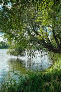 Yoğun yeşil yaprakları olan olgun bir ağaç, dalları ve yaprakları dalgalanan yüzeyde lekeli gölgeler bırakarak suyun üzerine çarpıcı bir şekilde eğilir.