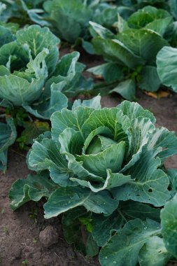 Tarladaki olgun lahana bitkilerinin yakın çekimi. Büyük, katmanlı yeşil yapraklar sağlıklı bir büyüme gösteriyor. Bitkiler arasında toprak izleri var..
