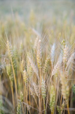 İngilizce: Bu yakın çekim olgunlaşan buğday tarlasının karmaşık detaylarını tek tek tahıl başlarını vurgulayan sığ bir alan derinliğiyle yakalıyor. 