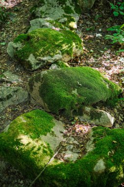 Büyük, gri kayalar büyük ölçüde yemyeşil yosunlarla kaplıdır.. 