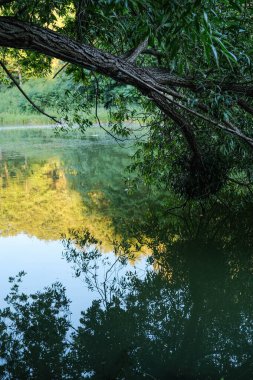 Yaprakları ve etrafındaki ağaçlarla birlikte bir su kütlesinin üzerine uzanan bir ağaç dalının yakın plan çekimi sakin yüzeye canlı bir şekilde yansıyarak neredeyse simetrik ve soyut bir soyut yaratıyor..