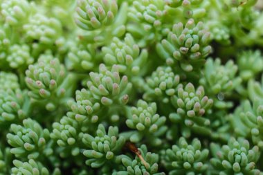 Bu makro çekim, ince pembe kenarlı ve dokulu yüzeyli soluk yeşil yapraklarını göstererek doğal bir halı oluşturan küçük, dolgun sulu bir küme vurgular..