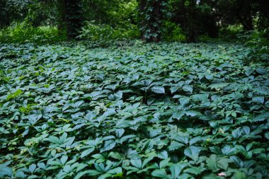 Yoğun bir şekilde sayısız yeşil yaprakla kaplı bir orman zemininin tam bir çerçeve görüntüsü, öncelikle beş katlı şekiller ve karmaşık dokular içerir..