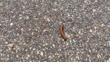 Yerde sürünen Caterpillar.