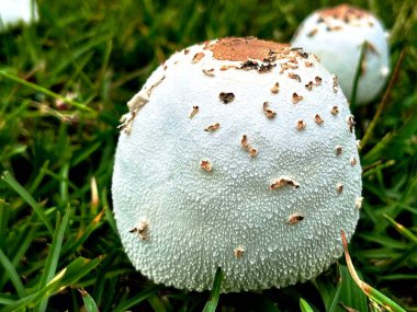 Sahte şemsiye mantarı yakın plan görüntüsü