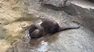 Tutsak bir su samuru.