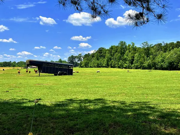 Otlakta bir at römorku