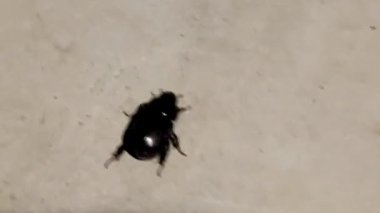 Küçük böcek yerde sürünüyor.