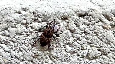 Duvarda sürünen bir böcek.