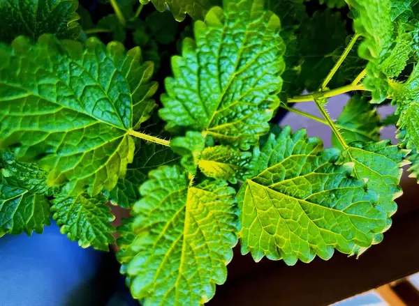 Limon merhemi fabrikasının yakın görüntüsü       