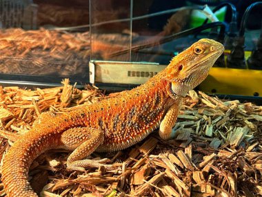 terrarium içinde sakallı Ejder  