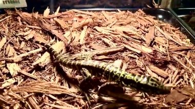 Akvaryumda kertenkele, bir evcil hayvan dükkanında.