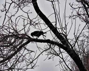 Kara karga kara dalda