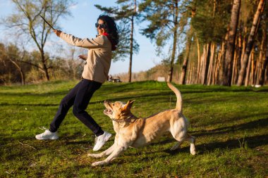 Genç bir kız gün batımında köpeğiyle birlikte bahar ormanında koşar. Bir kadın altın bir labrador köpeği eğitiyor.