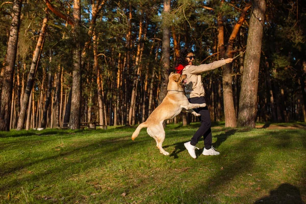 Красивая Молодая Девушка Гуляет Своей Собакой Весеннем Лесу Лабрадор Тренируется — стоковое фото
