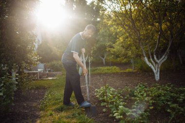 Bir adam, bahar bahçesinde güneşin batışını küremek için kürek kullanarak hasat mevsimi için arsa hazırlar.