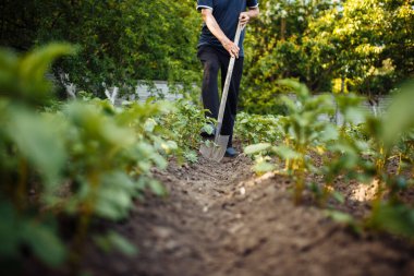 Çiftçi bahçesinde bir kürekle toprağı sürüyor. Bahar mevsimi, hasat hazırlığı