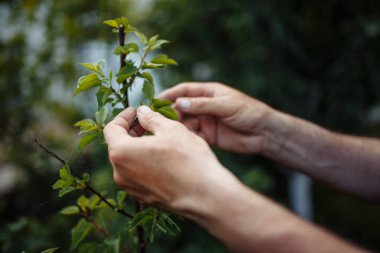 Yakın plan çekimde adamın elleri canlı yeşil bir çalılığın yapraklarını nazikçe okşayarak taze mahsulün kalitesini titizlikle ölçüyor.