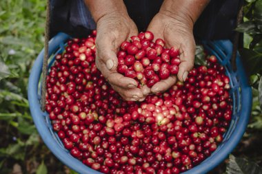 Harvesting coffee beans in hands of the producer red organic coffe