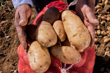 Cosecha de papas orgnicas en manos de productor agrcola en los campos 