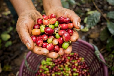 Cosecha de cafe orgnico en manos de productor agricola en campos
