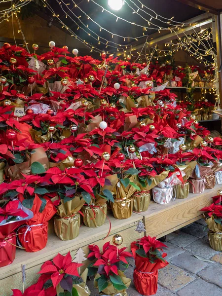 Spousta Květináčů Poinsettia Trhu Vánoční Hvězda Květiny Tradiční Dekorace Vánoce — Stock fotografie