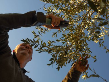 Gülümseyen yaşlı bir adamın kışın elektrikli makasla zeytin ağaçlarını budaması. Tarım kavramı.