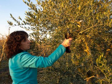 Elektrikli makasla budama yapan bir kadın gün batımında zeytin ağacı fidanlığı. Tarım kavramı.