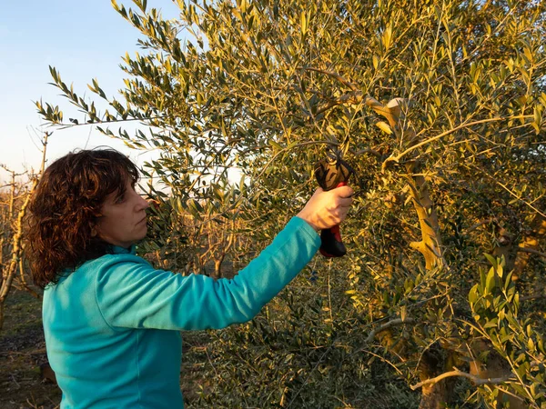 stock image Woman pruning with electric scissors an olive tree plantation at sunset. Agriculture concept.