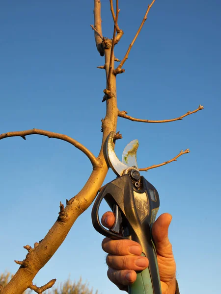 人的手在冬天用电剪修剪果树的枝条 农业概念 免版税图库照片