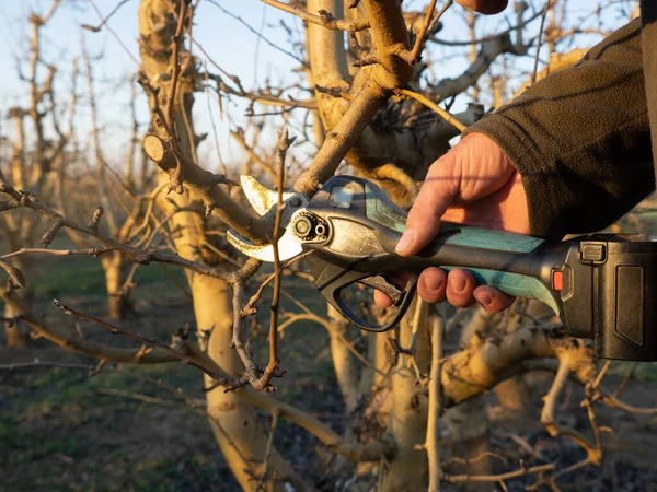 人的手在冬天用电剪修剪果树的枝条 农业概念 图库照片